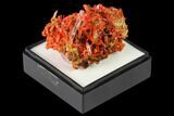 Bright Orange Crocoite Crystal Cluster - Tasmania #171668-1